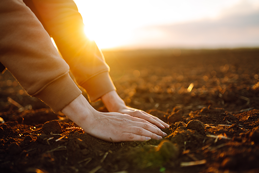 Holding Ground | Dr Rachel Carling